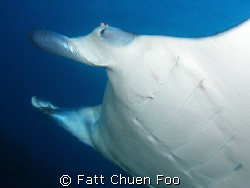 This Manta swam right past my lens by Fatt Chuen Foo 